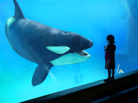 10 curiosidades de las orcas y porque es mi animal ...