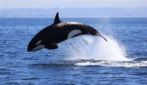 10 curiosidades de las orcas y porque es mi animal ...
