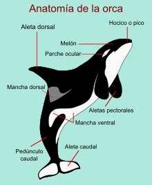 10 curiosidades que quizás no sabías sobre las orcas, que ...