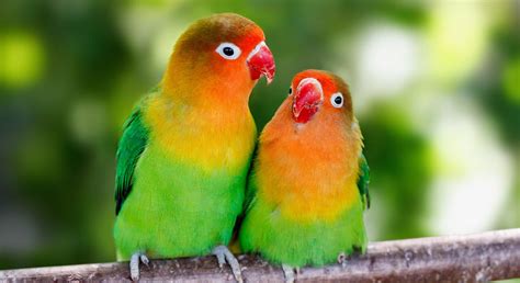 10 curiosidades sobre el agaporni, el pájaro del amor ...