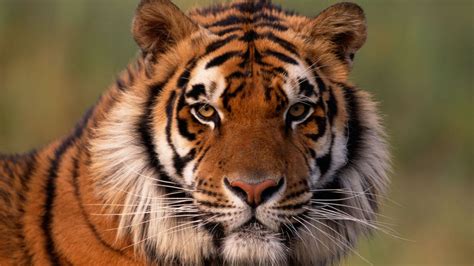 10 curiosidades sobre el tigre   Hogarmania