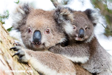 10 curiosos datos sobre los koalas