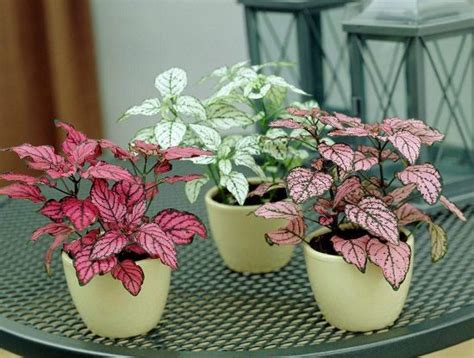 10 Cute Small Indoor Plants You Should Grow | flowers ...