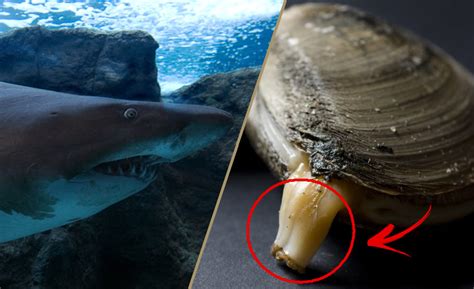 10 Datos Curiosos sobre animales marinos que no sabías ...