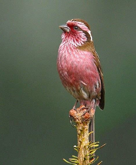 10 Dazzling Pink colored Birds