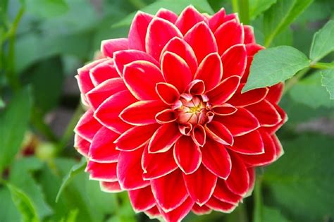 10 de las flores exóticas más bonitas del mundo ¡No te las ...