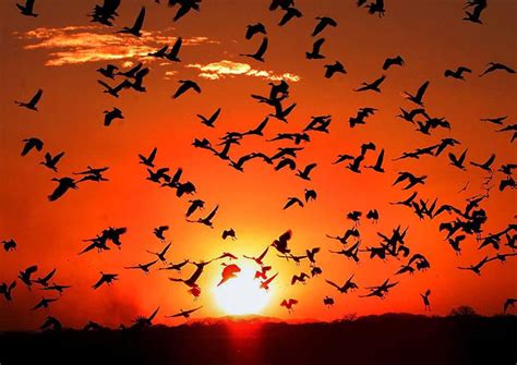 10 de mayo de 2017: Día Mundial de las Aves Migratorias ...