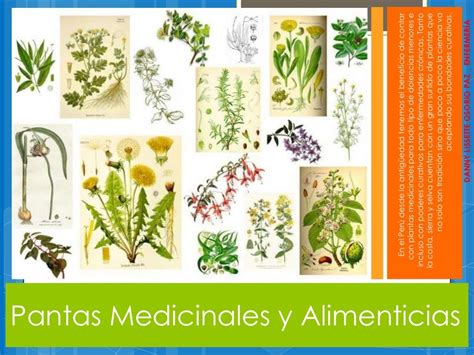 10+ Dibujos De Plantas Medicinales Con Sus Nombres | Ayayhome