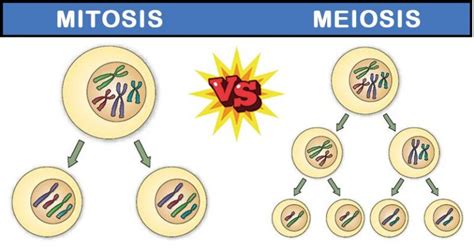 10 diferencias notables entre mitosis y meiosis: noticias actuales de ...