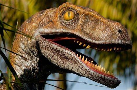 10 Dinosaur Species We d Love to Have in a Zoo