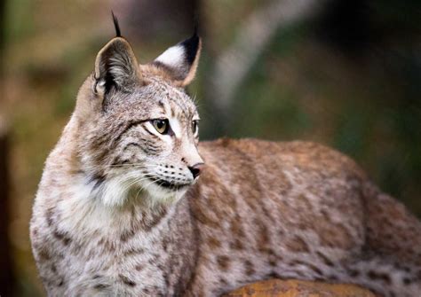 10 especies de animales en peligro de extinción en España ...