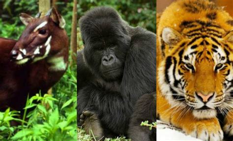10 especies de animales que están en peligro de extinción ...