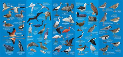 10 espécies de aves em extinção
