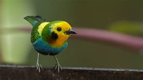 10 especies de aves que sólo pueden verse en Colombia y fascinan a ...
