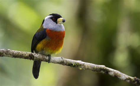 10 especies de aves que sólo pueden verse en Colombia y fascinan a ...
