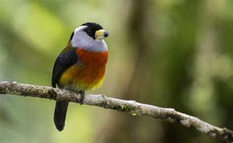 10 especies de aves que sólo pueden verse en Colombia y ...
