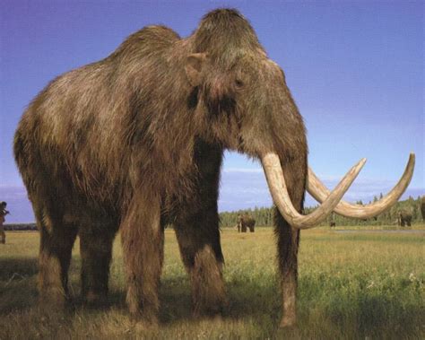 10 Extinct Creatures Thought To Still Be Alive