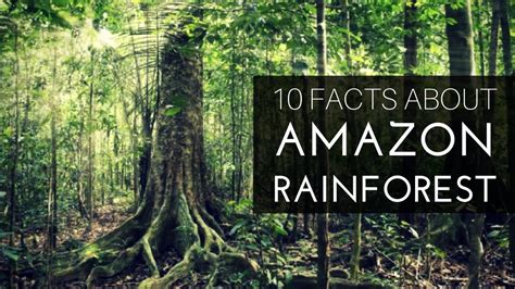 10 FACTS ABOUT AMAZON RAINFOREST   YouTube