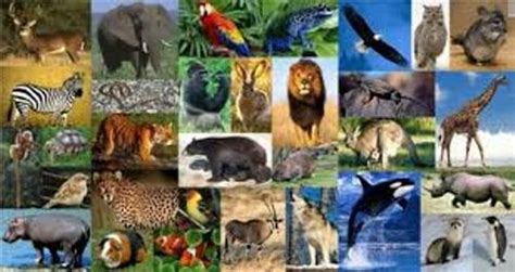 10 Facts about Animalia | Fact File
