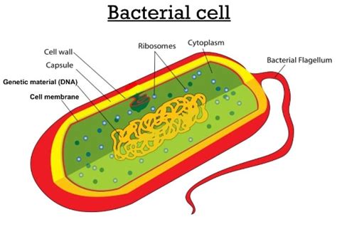 10 Facts about Bacterial Cells | Fact File