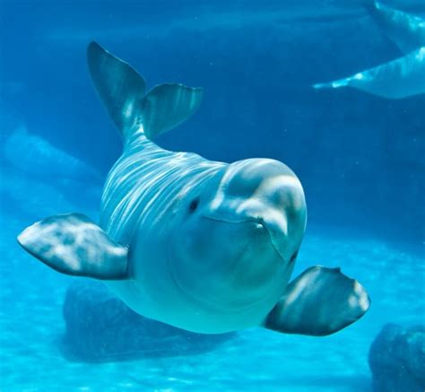 10 Facts about Beluga Whales | Fact File