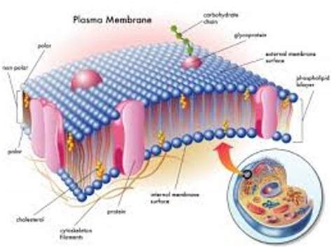 10 Facts about Cell Membrane | Fact File