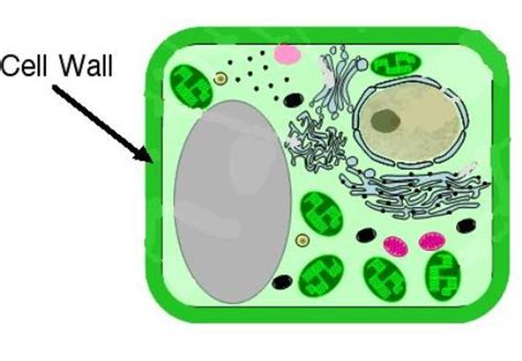 10 Facts about Cell Wall | Fact File