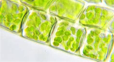 10 Facts about Chloroplast | Fact File