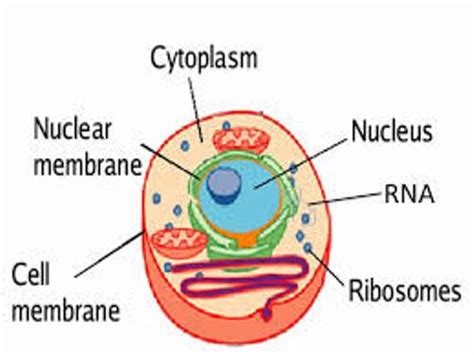 10 Facts about Cytoplasm | Fact File