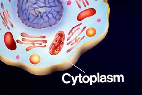 10 Facts about Cytoplasm | Fact File