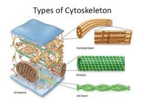 10 Facts about Cytoskeleton | Fact File