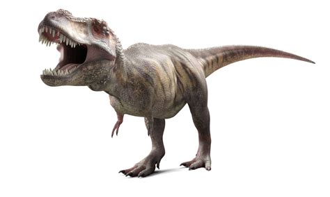 10 Facts About Tyrannosaurus Rex, King of the Dinosaurs