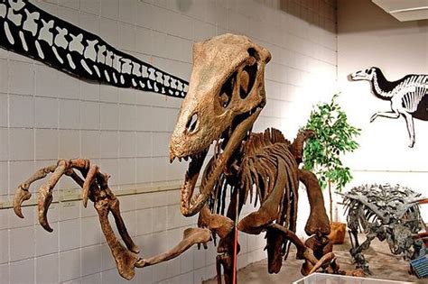 10 Facts About Utahraptor, the World s Largest Raptor ...