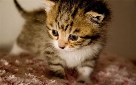 10 fotos de gatitos bebes tiernos en HD | IMAGENES, FRASES ...