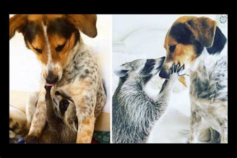 10 fotos del antes y después de tiernos animales que crecieron juntos ...