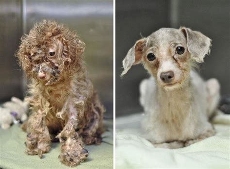 10 fotos del antes y el después de perros rescatados
