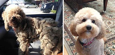 10 fotos del antes y el después de perros rescatadosLa nube de algodón