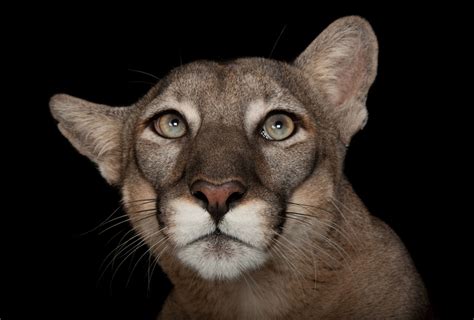 10 fotos espectaculares de la exposición de animales Photo Ark