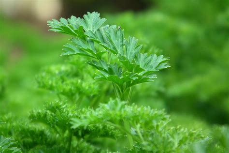 10 hierbas aromáticas para cocinar | Wikicocina