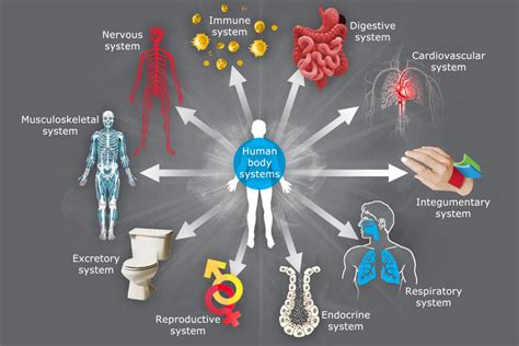 10 Human Body Systems | bdesai02