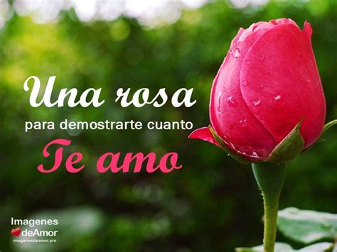 10 Imágenes de rosas con frases de TE AMO para dedicar | Rose flower ...