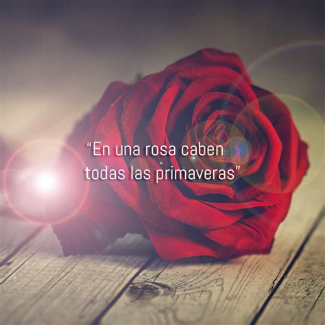 10 IMÁGENES DE ROSAS CON FRASES DEL AMOR Y RESPETO | Imágenes de Amor