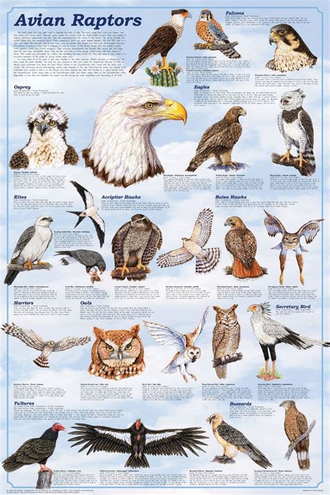 10+ images about BIRDS LIST NAMES on Pinterest | Herons ...