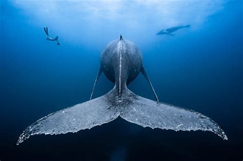 10 impactantes fotografías bajo el mar   National Geographic en Español