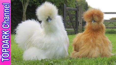 10 increíbles razas de gallinas y sus huevos de colores ...