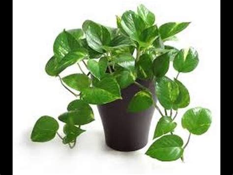 10 Indoor Plants That Clean The Air And Remove Toxins ...