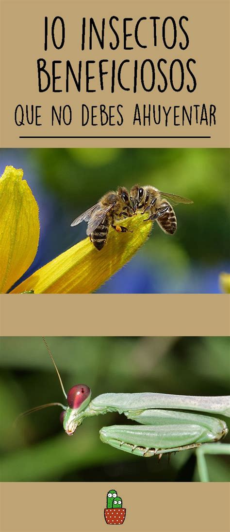 10 insectos beneficiosos para el huerto o jardín en 2020 ...