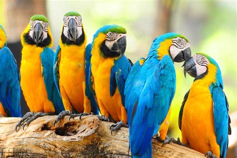 10 Intelligent and Friendly Pet Parrot Species
