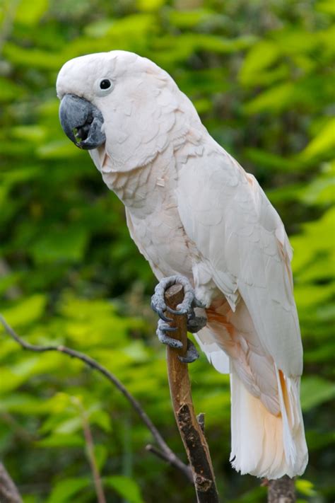 10 Intelligent and Friendly Pet Parrot Species
