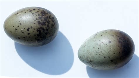 10 Kinds of Edible Eggs That Don’t Come From Chickens – Page 2 – 24/7 ...
